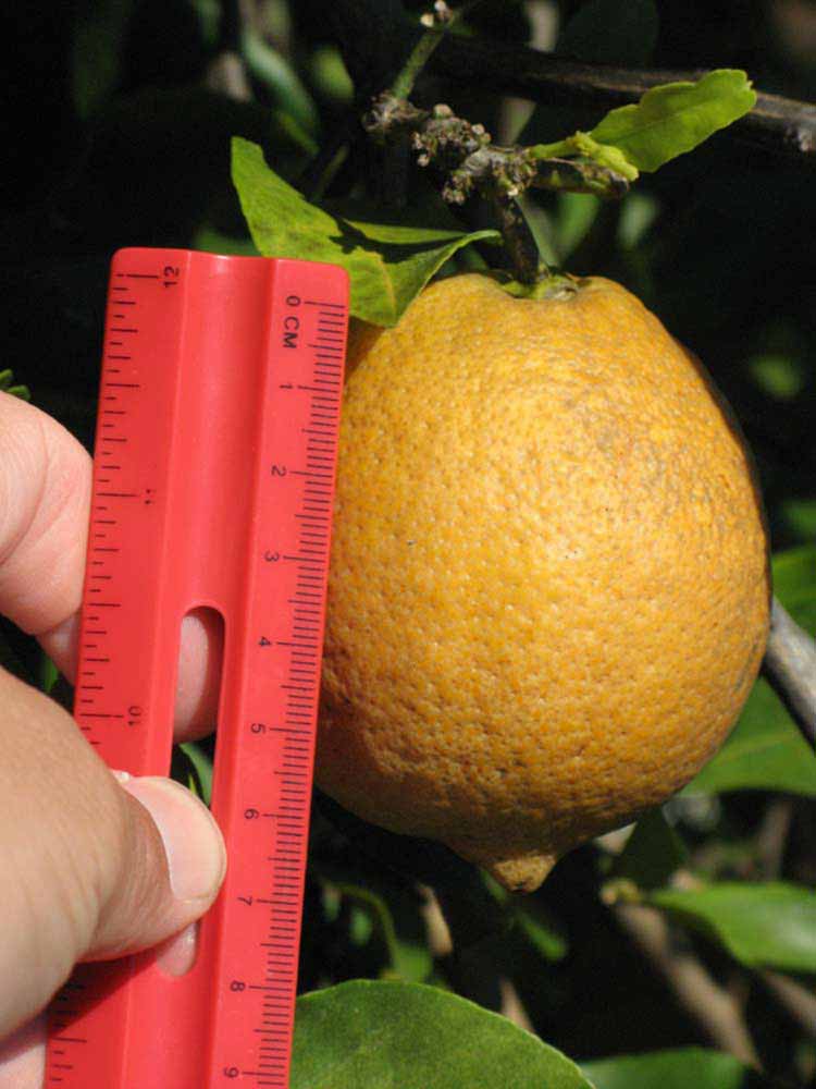            Fruit (Winter Haven, FL)   